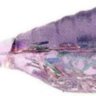 Силіконова приманка Bass Assassin Tiny shad