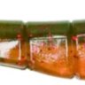 Креветка силікон Bass Assassin Shrimp Cocktail